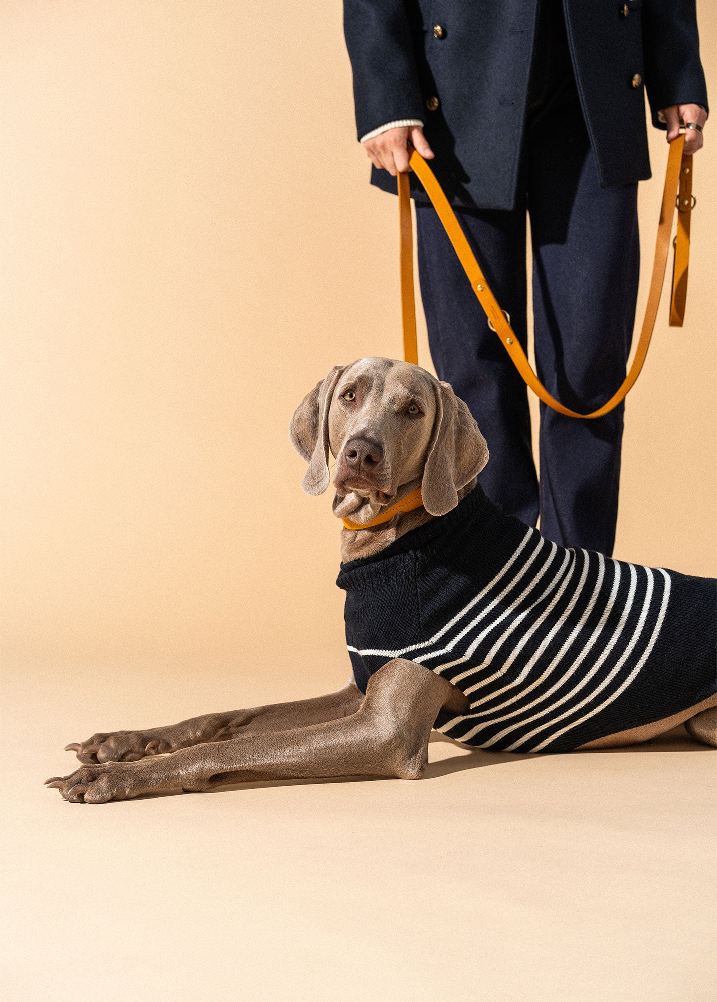 PARISIAN PUP Sweater (NAVY / IVORY) • Saint James USA