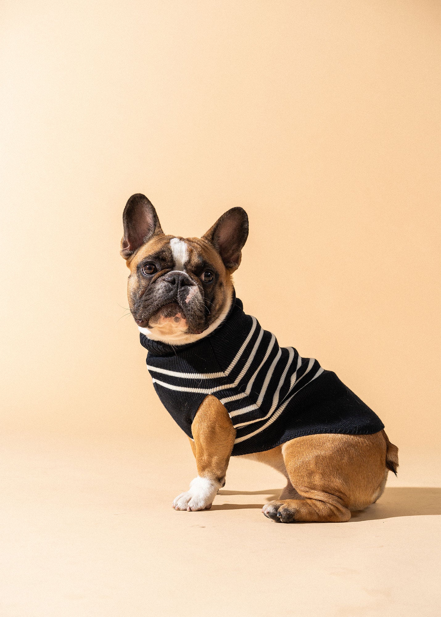 PARISIAN PUP Sweater (NAVY / IVORY) • Saint James USA