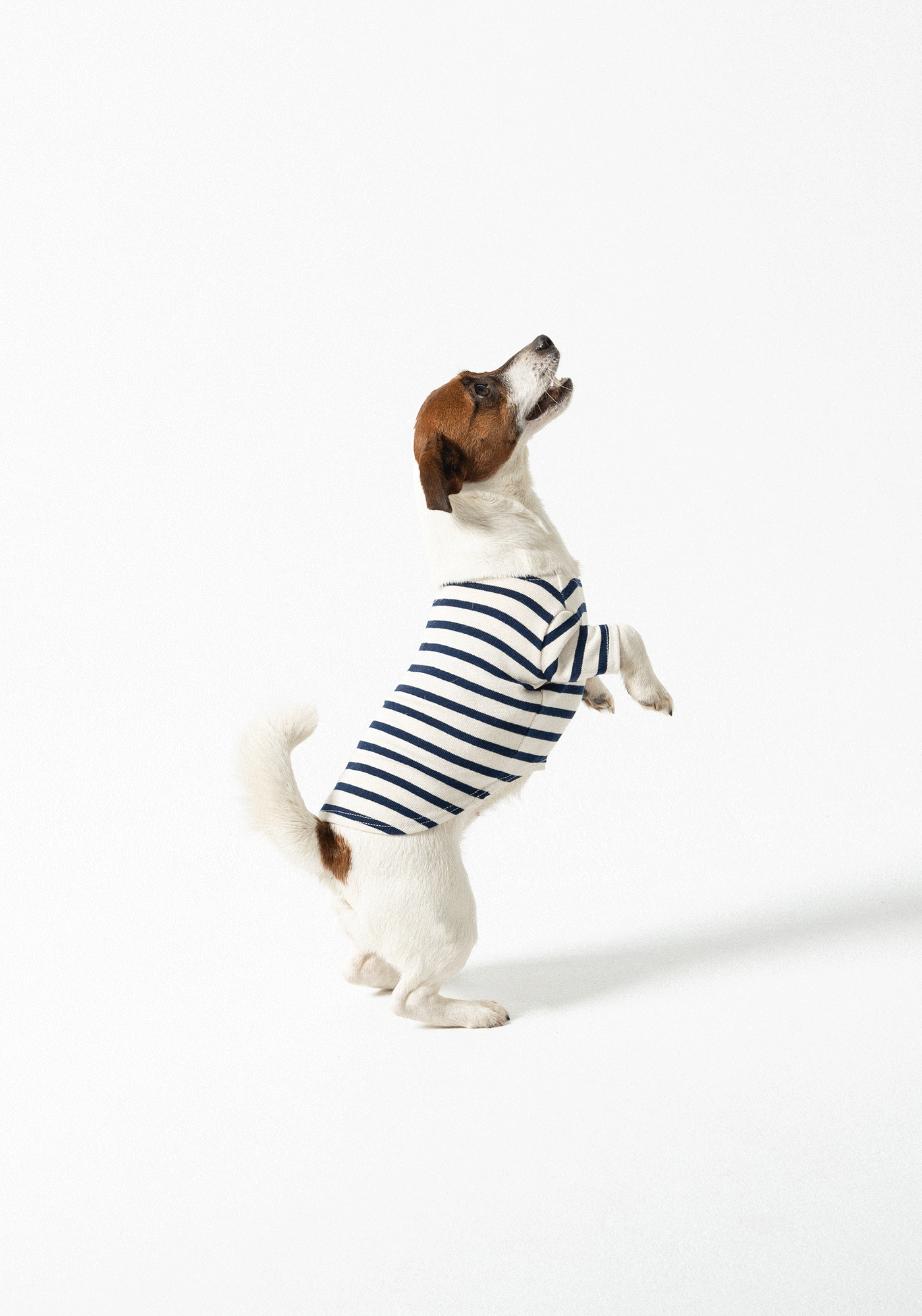 Parisian Pup Shirt (ECRU / NAVY)