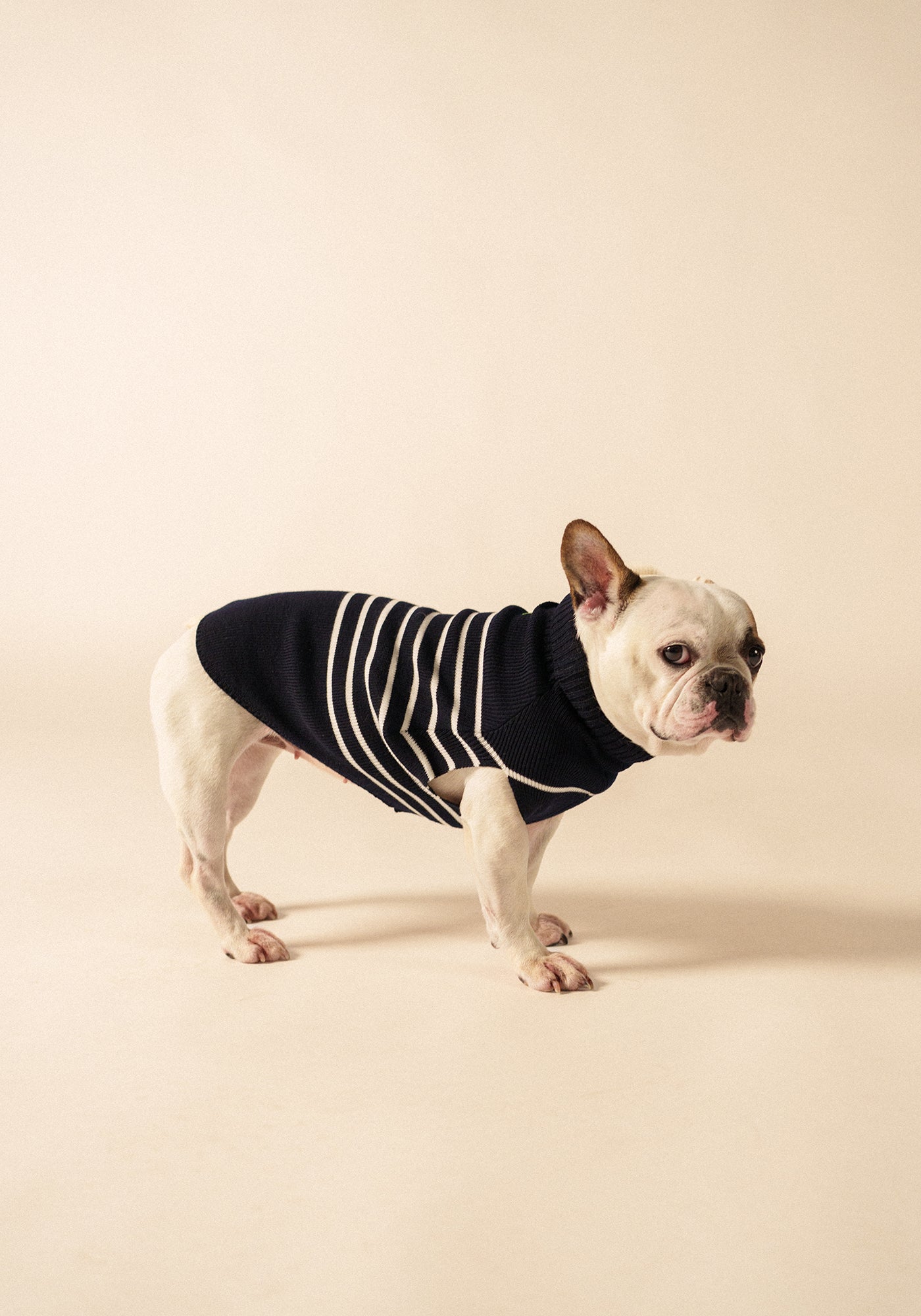 Parisian Pup Glowline Sweater (NAVY / GLOW)