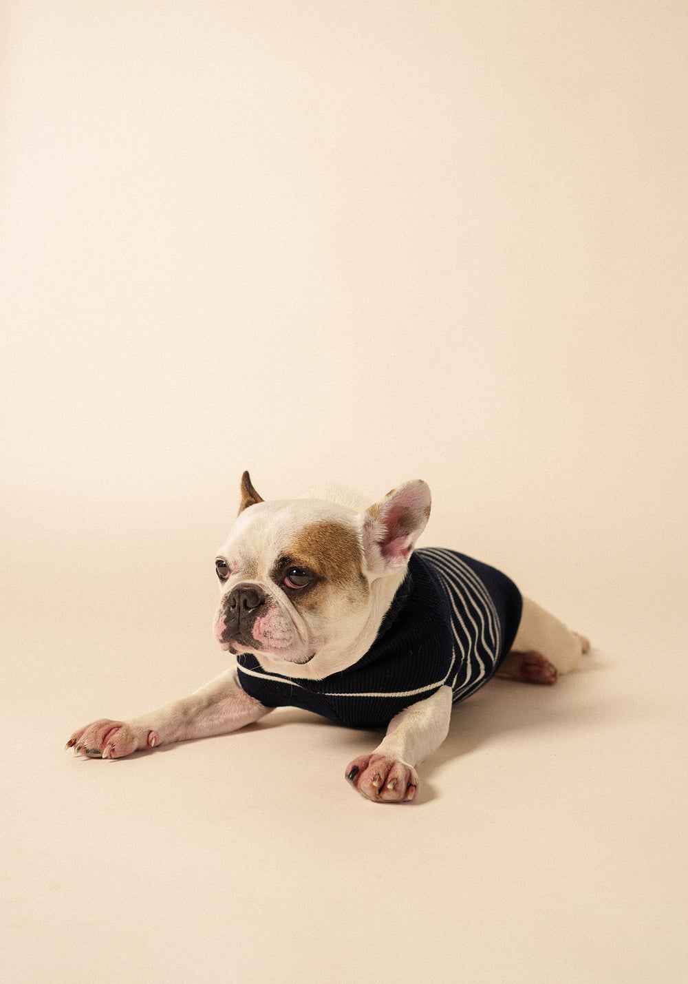 Parisian Pup Glowline Sweater (NAVY / GLOW)