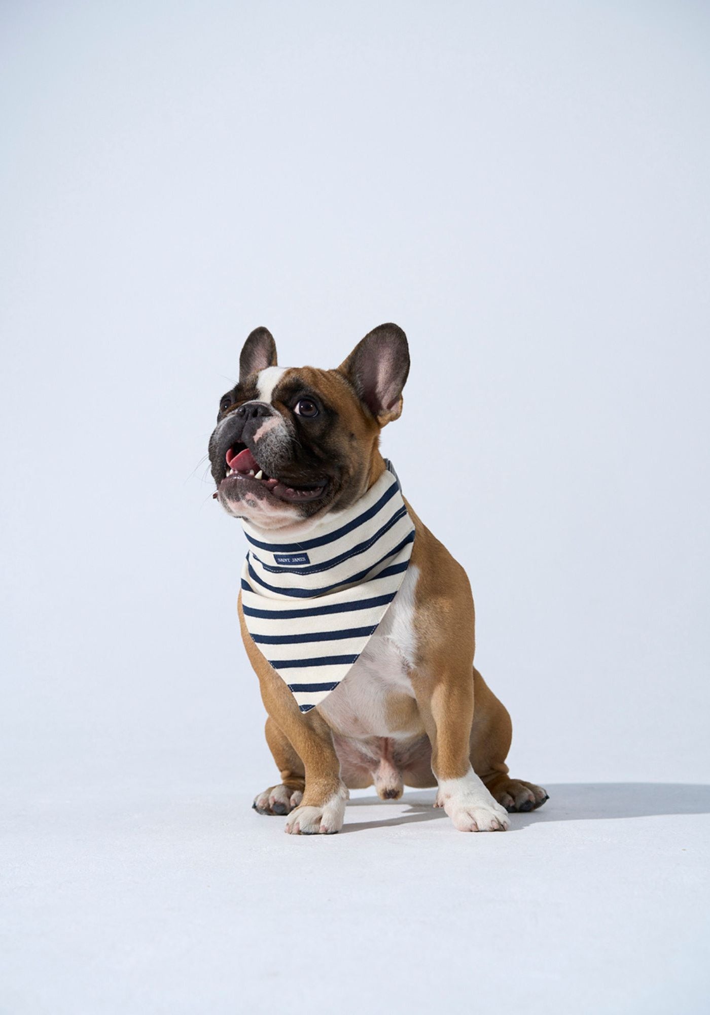Parisian Pup Bandana (ECRU / NAVY)